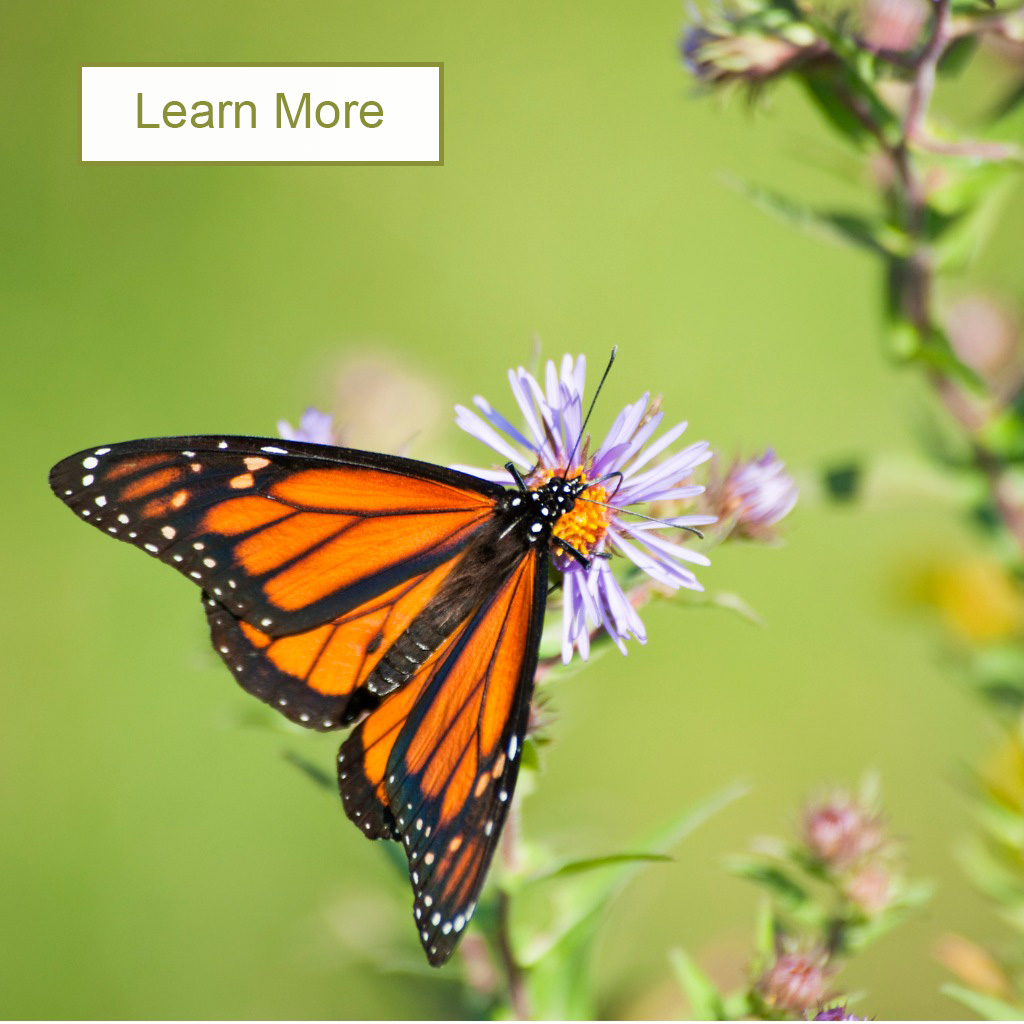 Learn More