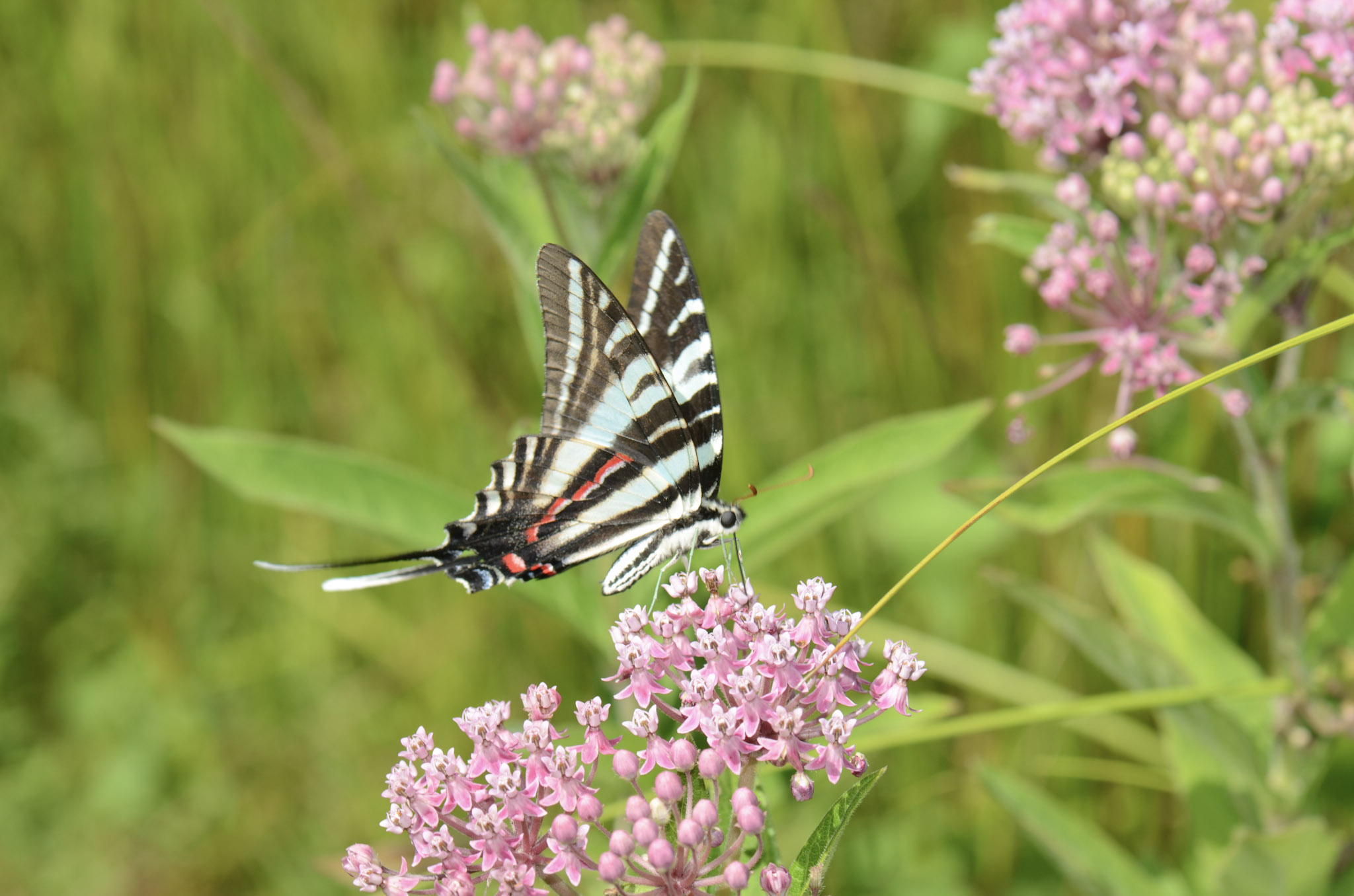 17-Zebra Swallowtail Jim White 30 July 2011 Zebra Swallowtail