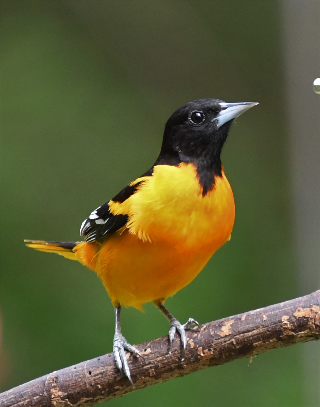 Baltimore Oriole