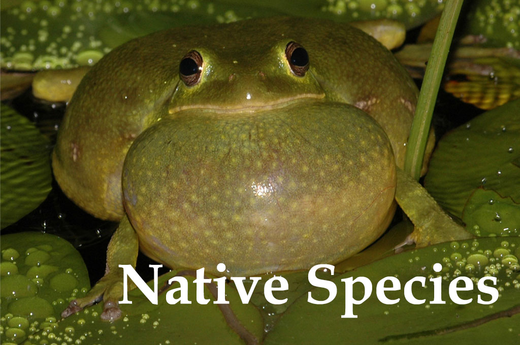 Barking Treefrog Native Species