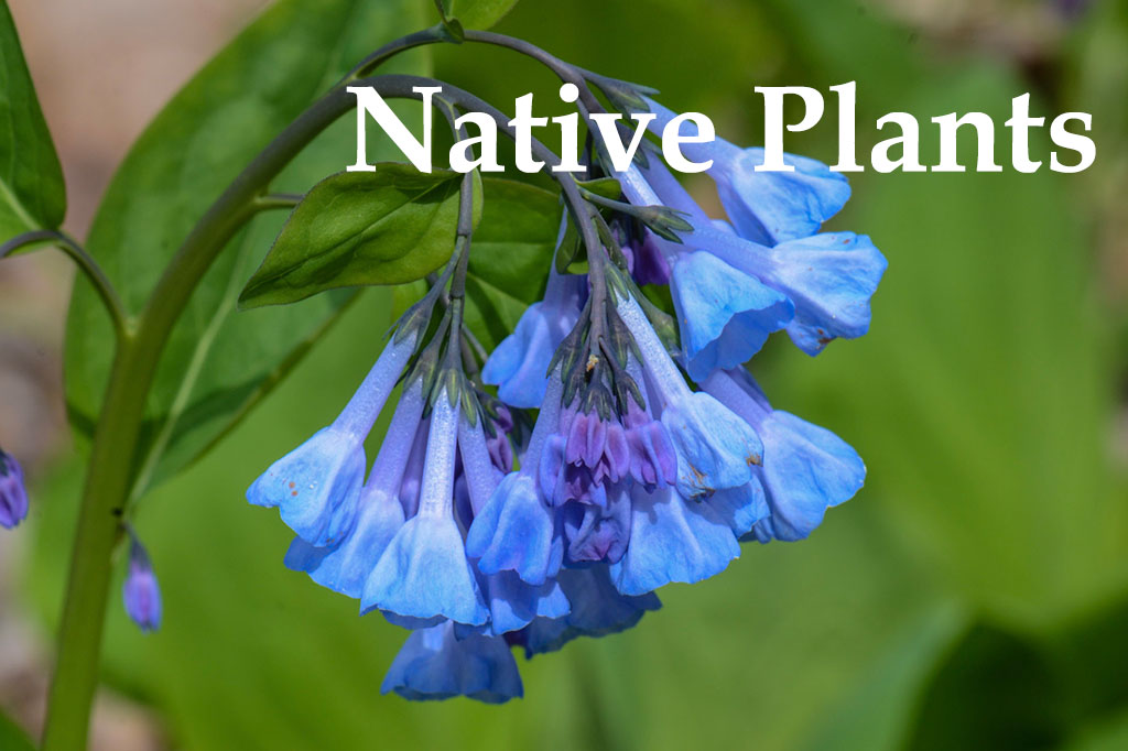 Virginia Bluebell Native Plants