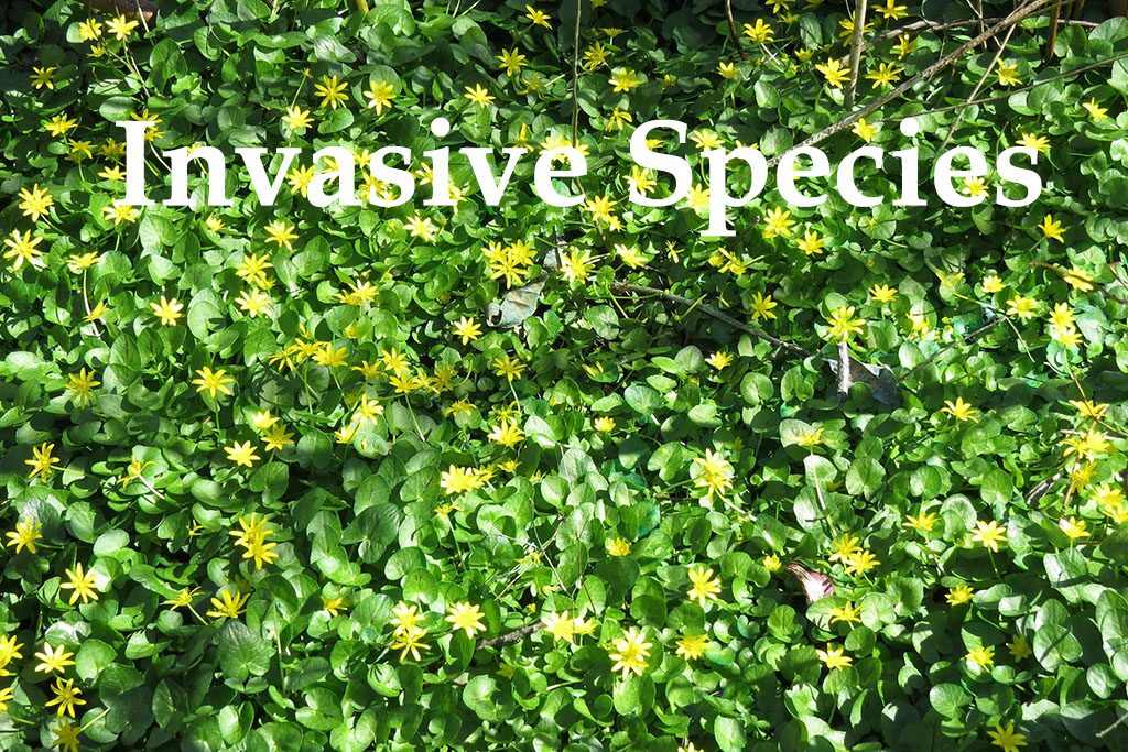 Lesser Celandine Invasive Species