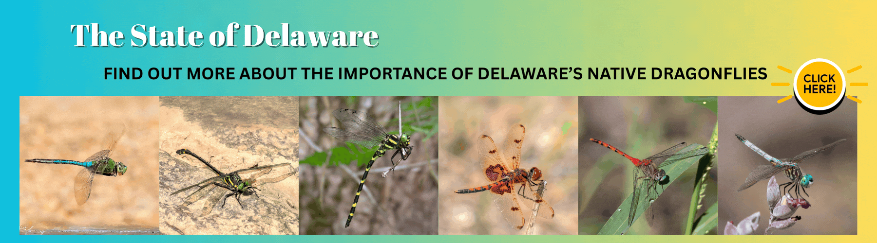 The State of Delaware Dragonfly Project