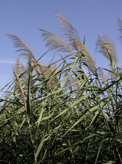Invasive Species | Delaware Naturally part of Delaware Native Species ...