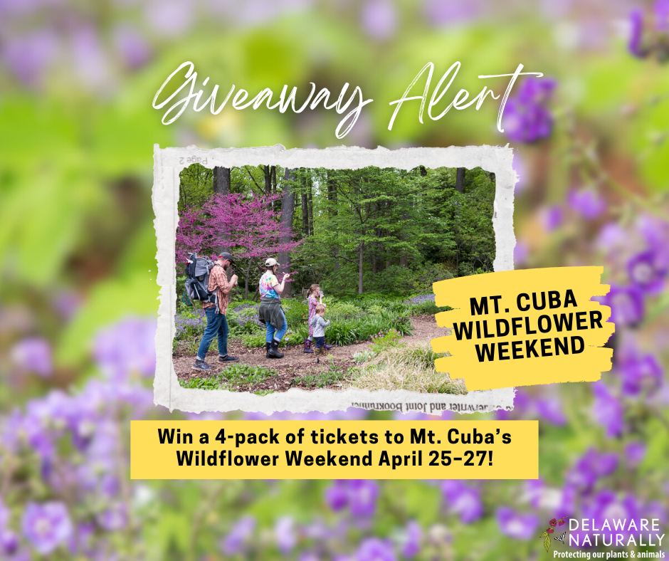 Mt Cuba Wildflower Weekend Giveaway