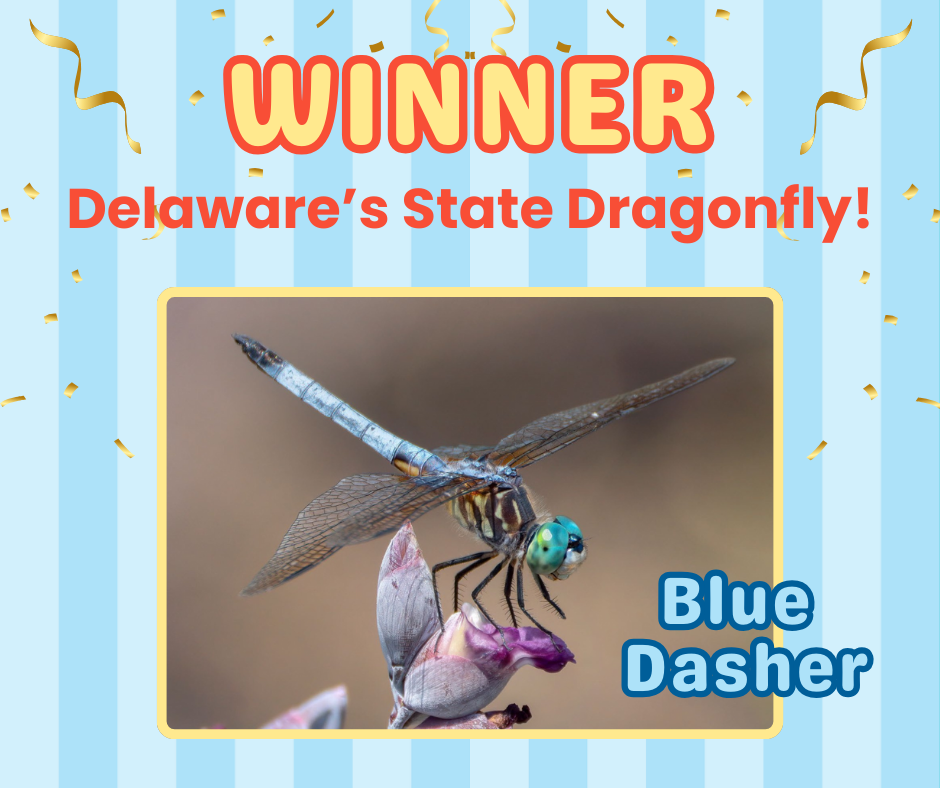 Blue Dasher Dragonfly Winner
