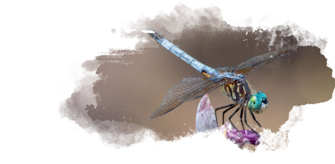 Blue Dasher with Cloud Frame Blue Dasher with Cloud Frame