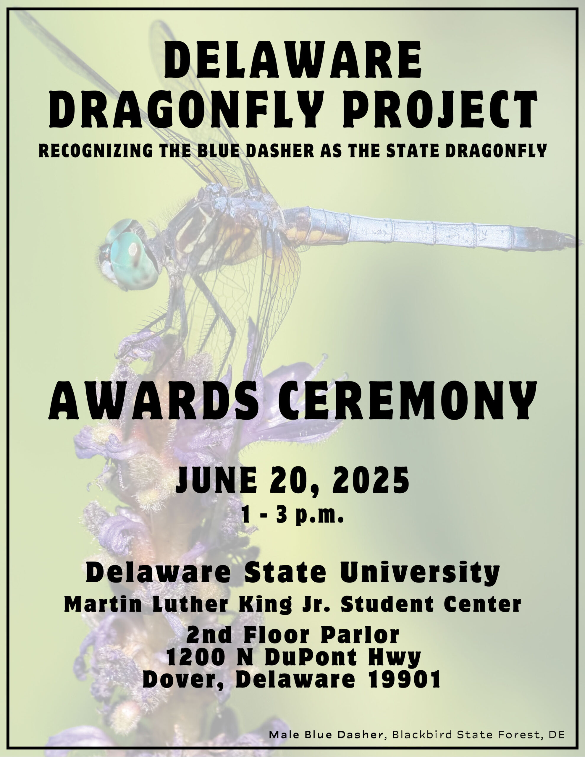 Dragonfly Project June Event