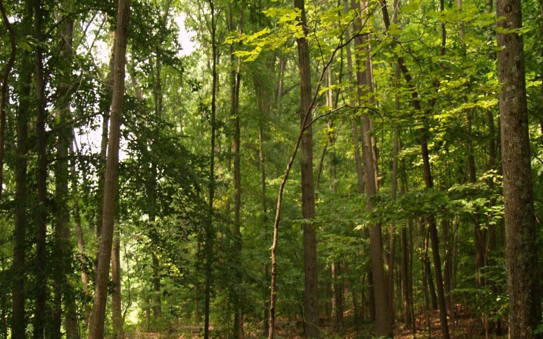 Rooting Delaware’s Future: From Lawns to Living Landscapes