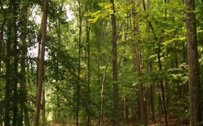 Rooting Delaware’s Future: From Lawns to Living Landscapes