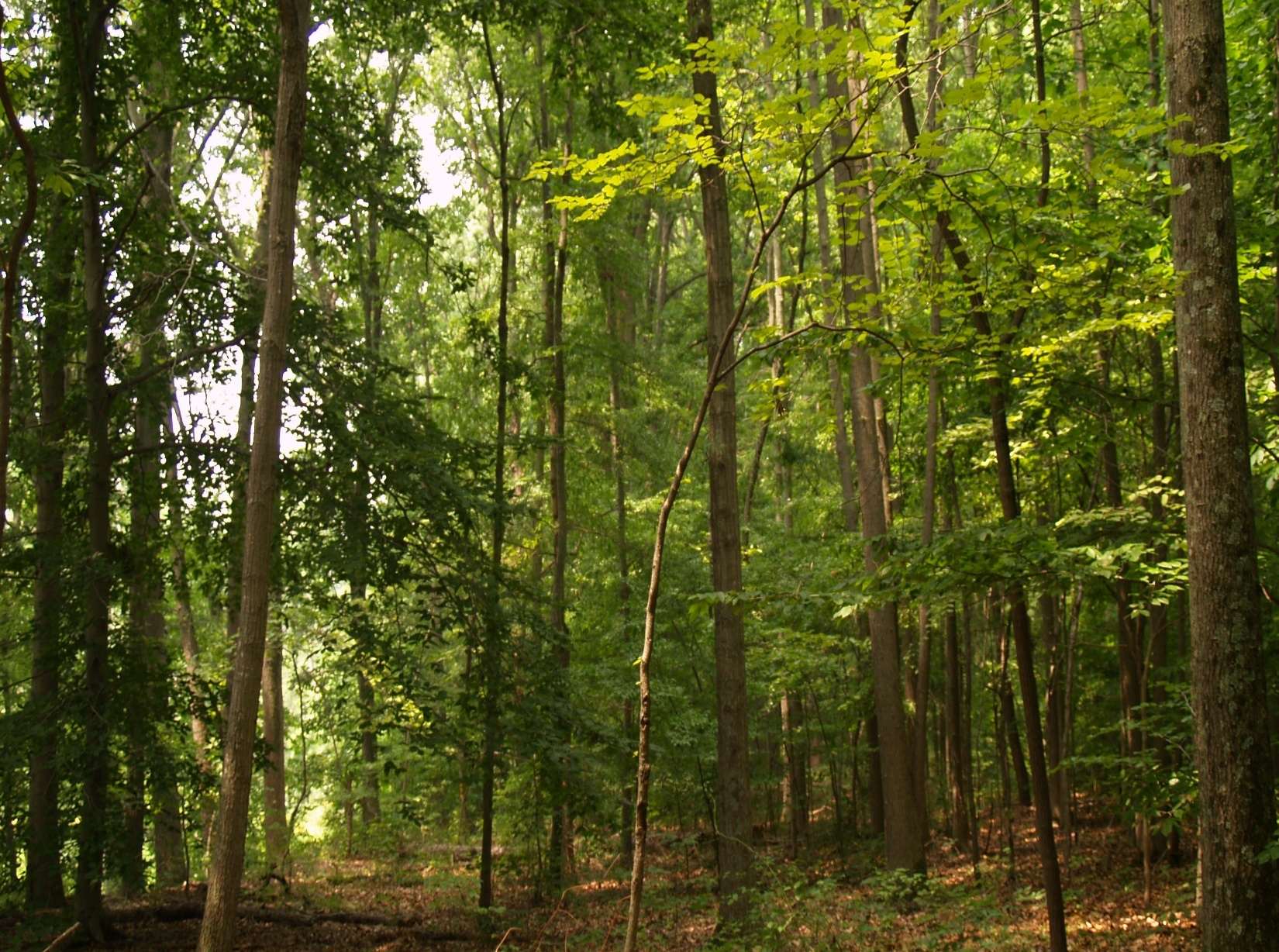 Rooting Delaware_From Lawns to Living Landscapes Rooting Delaware_From Lawns to Living Landscapes