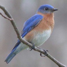 Bluebird