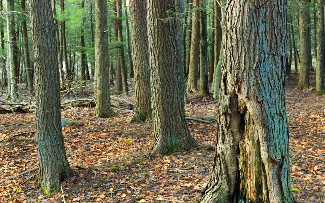 The Quiet Work of Winter: How Doing Less in Your Yard Helps Wildlife Thrive