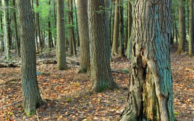 The Quiet Work of Winter: How Doing Less in Your Yard Helps Wildlife Thrive