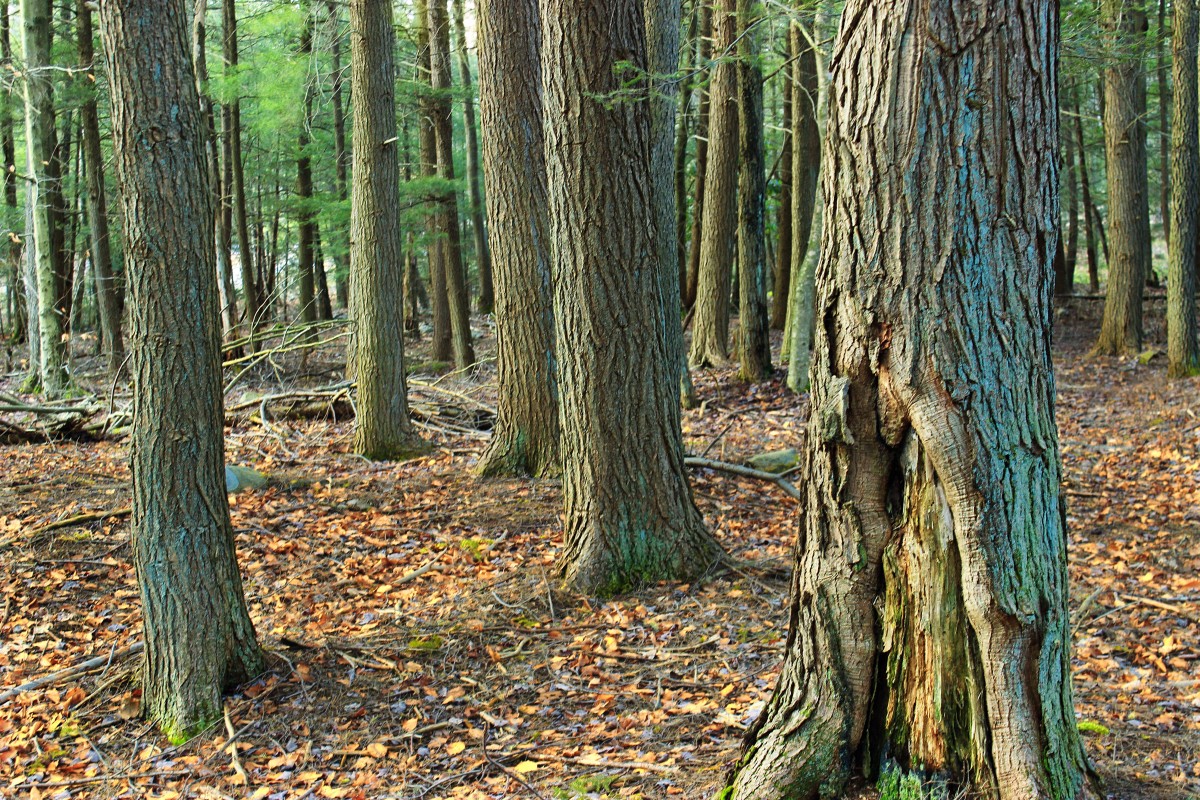 The Quiet Work of Winter_Delaware_Naturally_AIS_11.25 Leaf litter and standing stems providing early-winter habitat for Delaware wildlife.