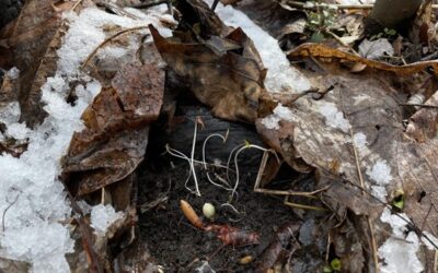 Under the Surface: Learning From the Winter Landscape