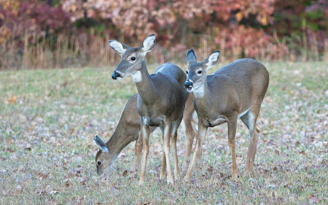 Oh Deer: The Cost of Overpopulation