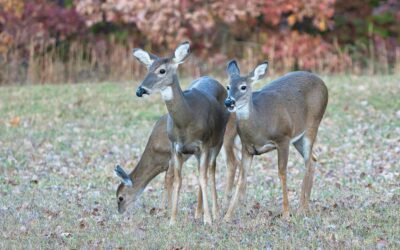 Oh Deer: The Cost of Overpopulation