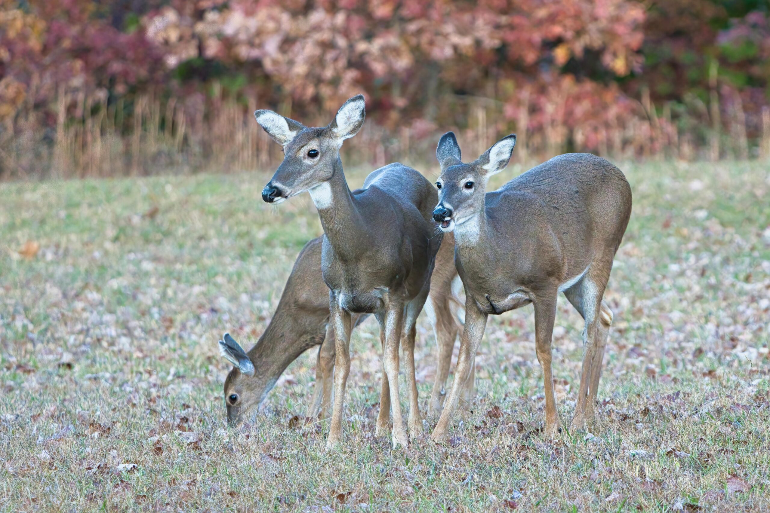 Deer Over Population