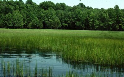 Windows Into the Water Table: What Are Vernal Pools  and Why They Matter