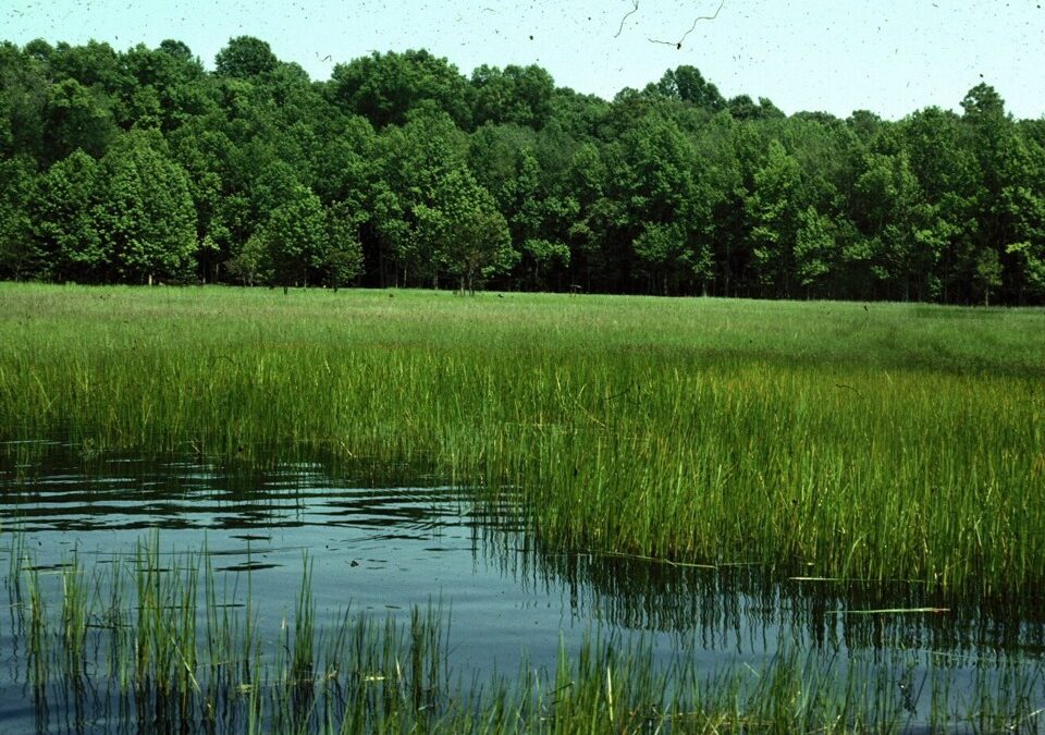 Windows Into the Water Table: What Are Vernal Pools  and Why They Matter
