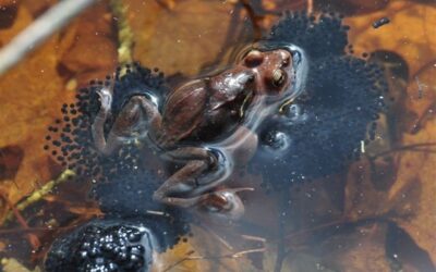 Vernal Pools at Risk in Delaware: Looking Deeper Through the Window into the Water Table