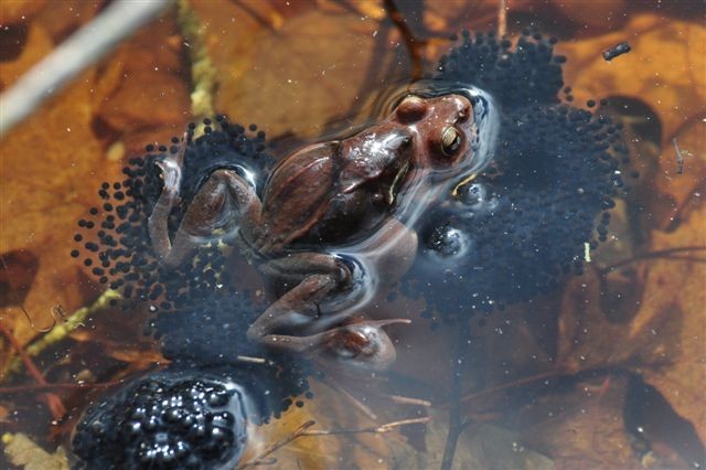 Wood Frog with Spawn in a Vernal Pool