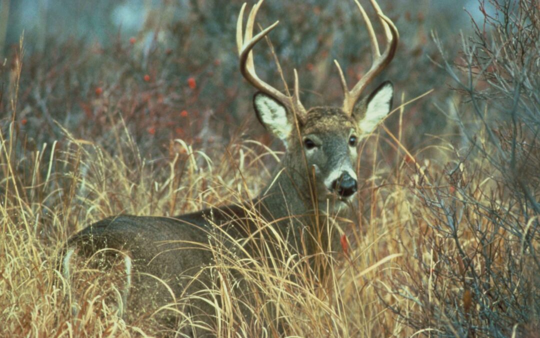 More Deer, More Problems: Why Chronic Wasting Disease Changes the Conversation