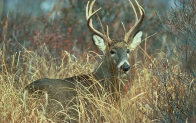 More Deer, More Problems: Why Chronic Wasting Disease Changes the Conversation