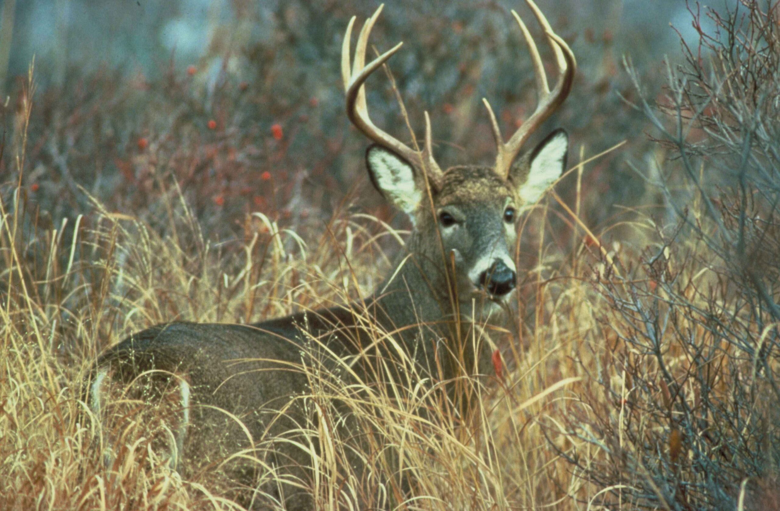 adult-white-tailed-deer-buck-odocoileus-virginianus_Delaware Naturally_1_4.27.26 More Deer, More Problems: Why Chronic Wasting Disease Changes the Conversation