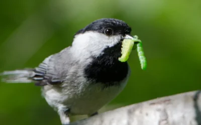 Food Deserts or Food Hubs? Why Delaware’s Songbirds Need Keystone Plants