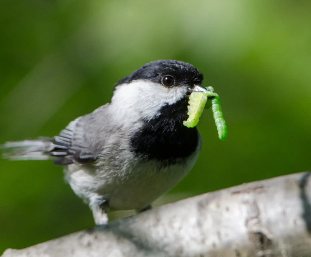 Carolina-Chickadee_Douglas-Tallamy-1 Chickadees rely on Keystone Species