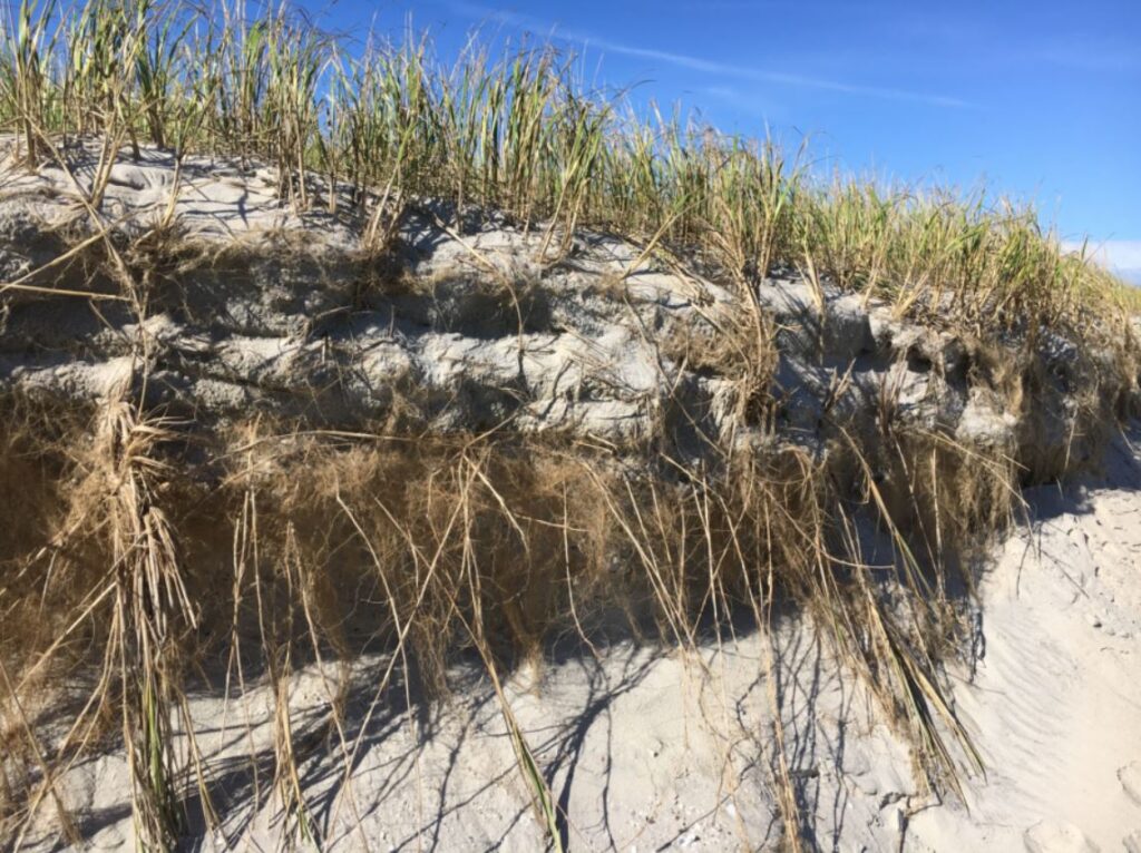 Roots of American beach grass (Ammophila breviligulata)