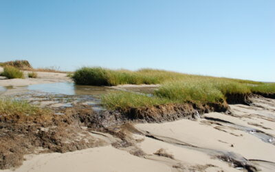 Beyond the Dunes: How Living Shorelines Are Safeguarding Delaware’s Coasts