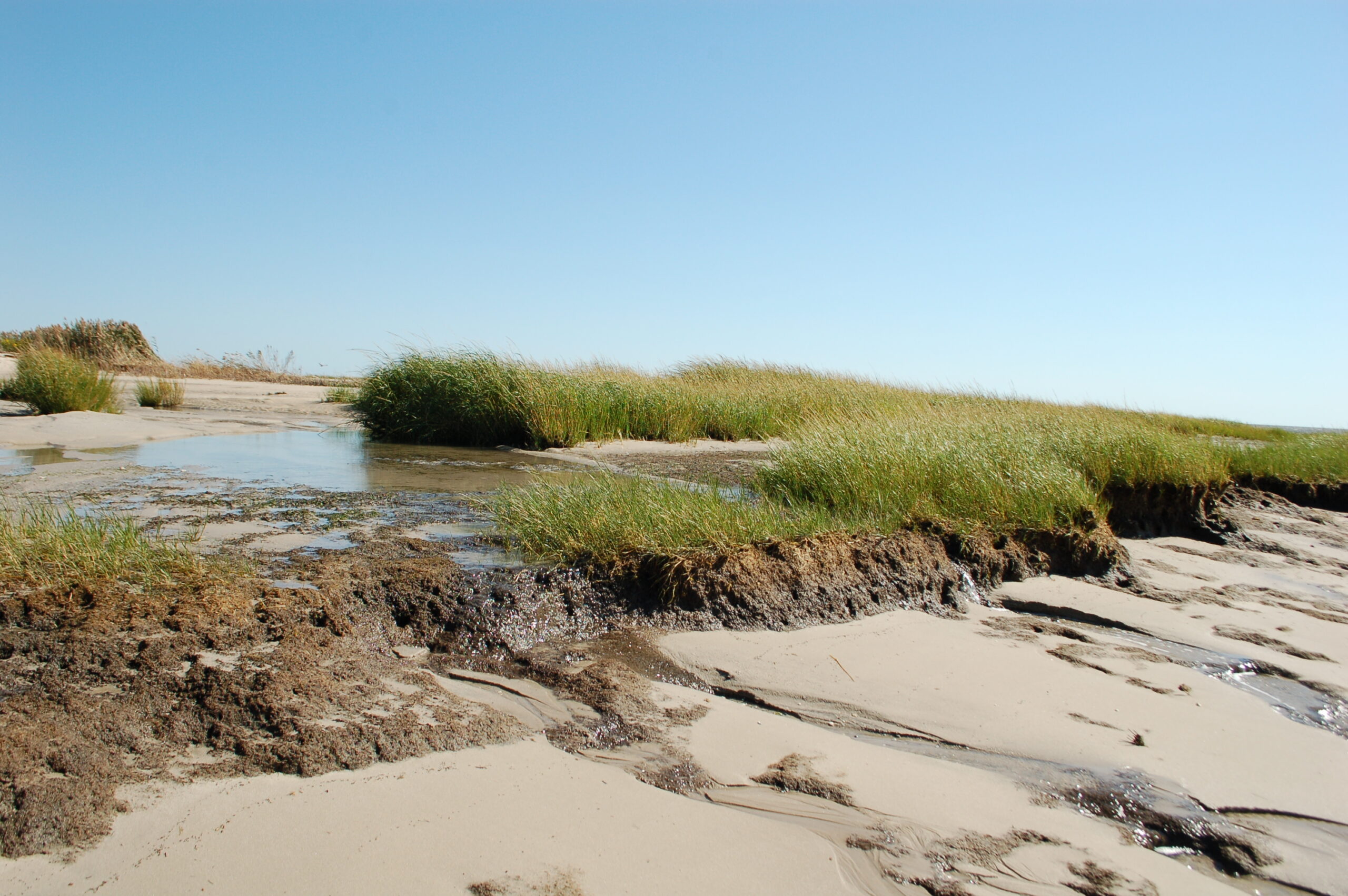 Delaware Living Shoreline