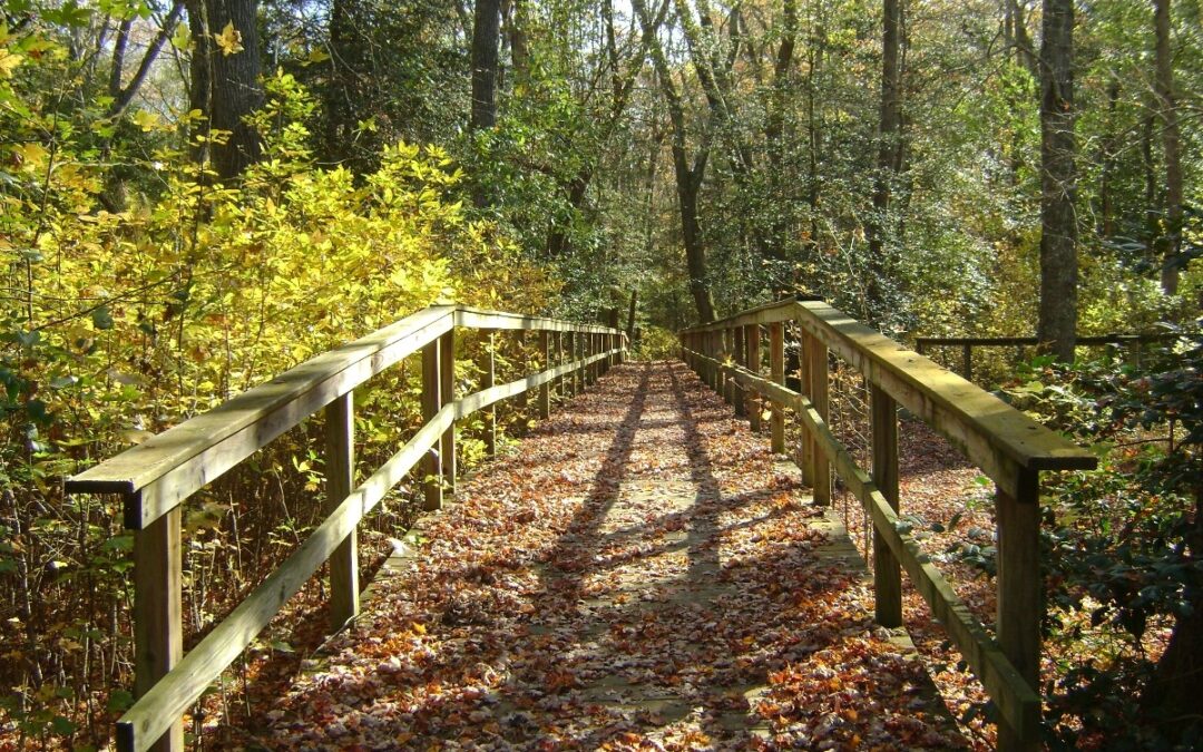 Rebuilding Delaware’s Canopy: Learning From the Forests We Lost
