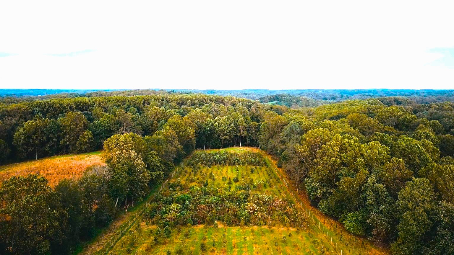 A Million Trees & Beyond