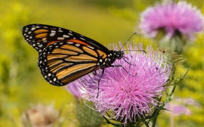 Beyond Milkweed: Fueling Delaware’s Migrating Monarchs