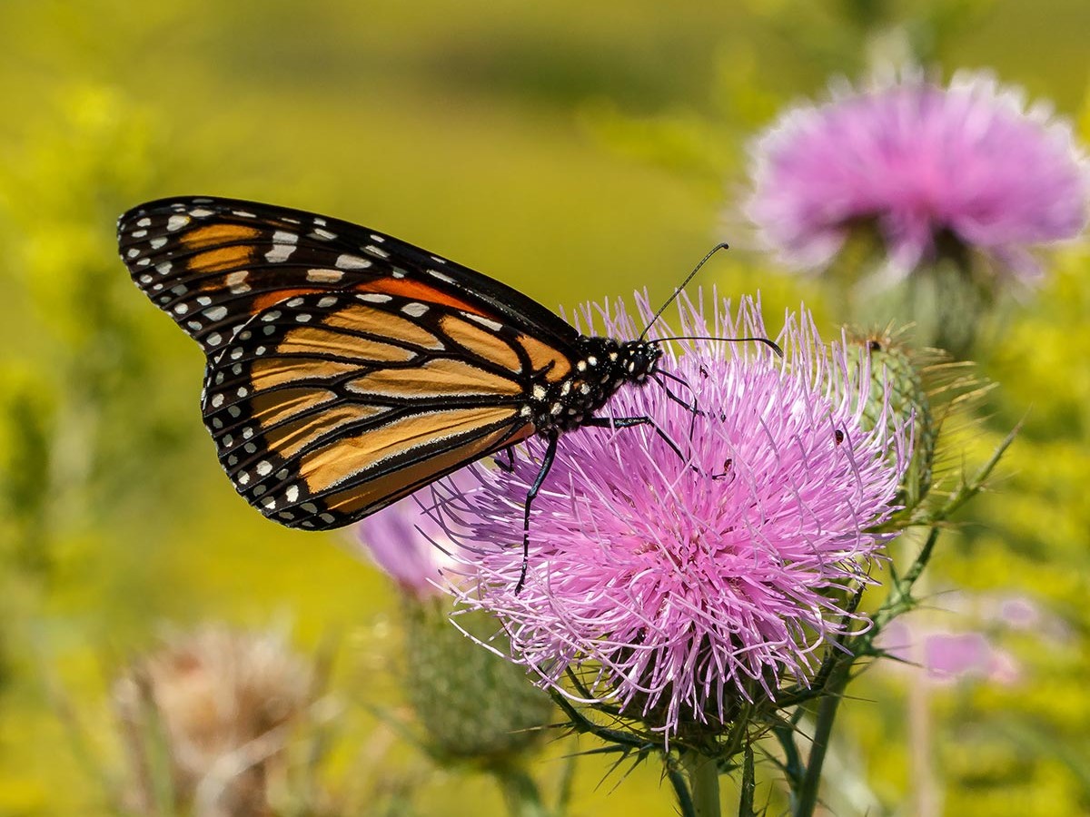 Beyond Milkweed: Fueling Delaware’s Migrating Monarchs