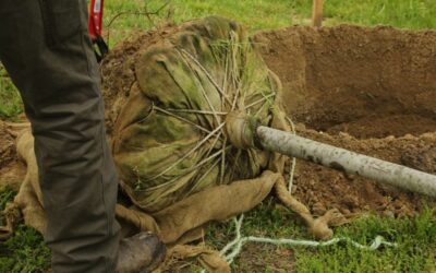 From Vision to Canopy: A Field Guide to Planting Resilient Native Trees