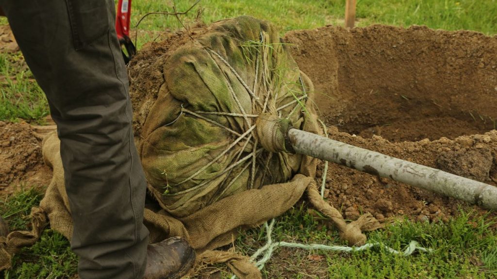 From Vision to Canopy: A Field Guide to Planting Resilient Native Trees