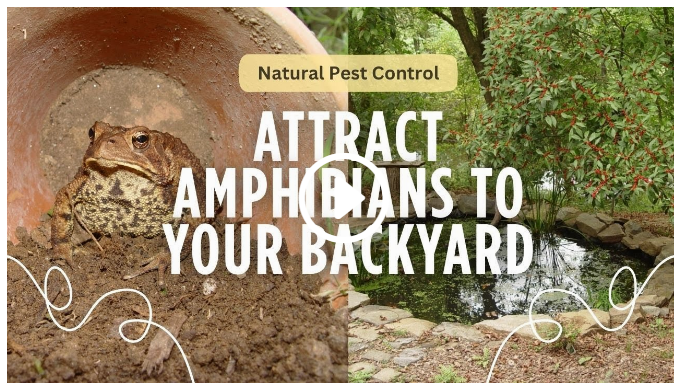 Attract Amphibians to Your Backyard