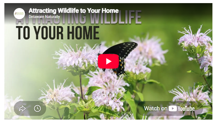 Attracting Wildlife to Your Home