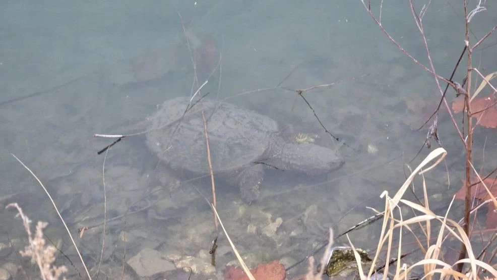 A Snapping Turtle submerged in water during winter brumation, conserving energy as its metabolism slows.