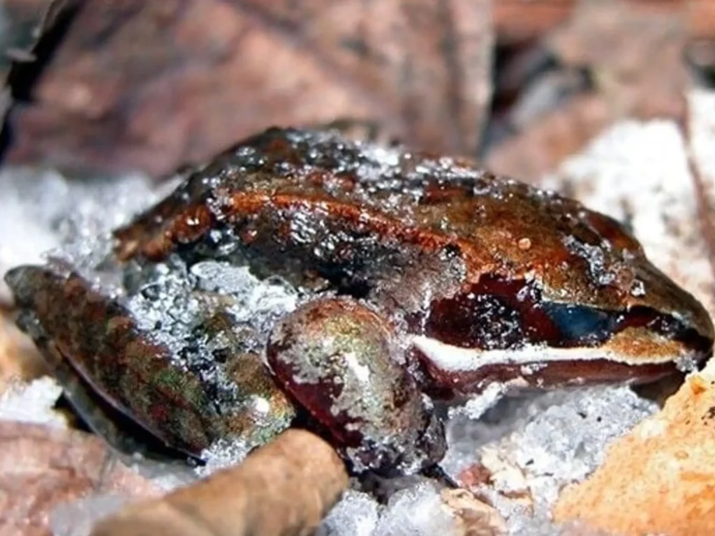 A Wood Frog partially frozen during winter, surviving freezing temperatures through natural adaptations that protect its cells from damage.
