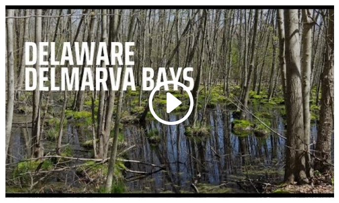 Delaware Delmarva Bays