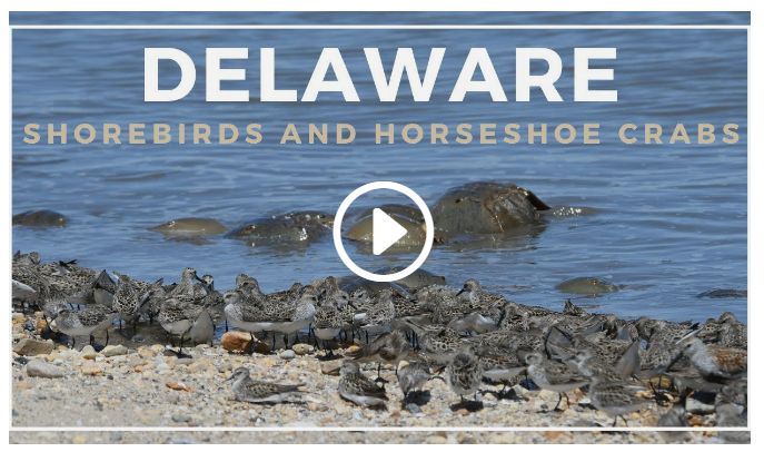 Delaware Shorebirds and Horseshoe Crabs