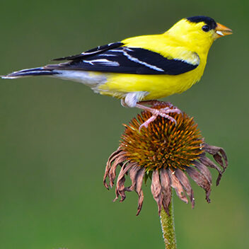 A male American goldfinch feeding atop a coneflower in the genus Echinacea
