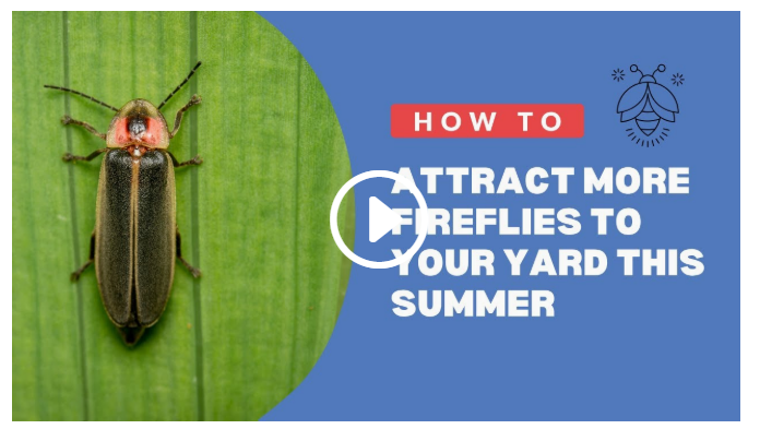 How to Attract Fireflies to Your Yard