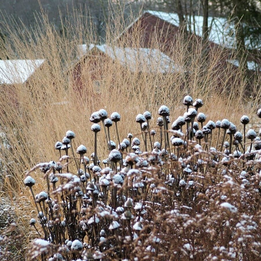 Dry native perennial stems and seed heads standing upright in a meadow, lightly covered with frost and snow.